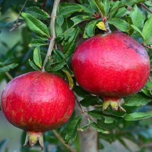 Pomegranate