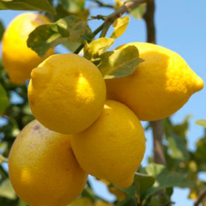 limuni